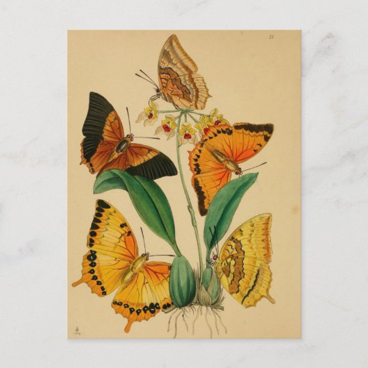 Carte Postale Beaux papillons de jardin vintage (Devant)