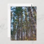 Carte Postale Beaux Pins (Devant / Derrière)