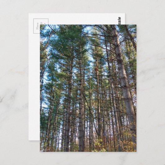 Carte Postale Beaux Pins (Devant / Derrière)