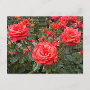 Carte Postale Beaux Roses, Portland, Oregon