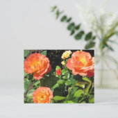 Carte Postale Beaux rosiers coraux (Debout devant)