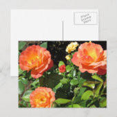 Carte Postale Beaux rosiers coraux (Devant / Derrière)