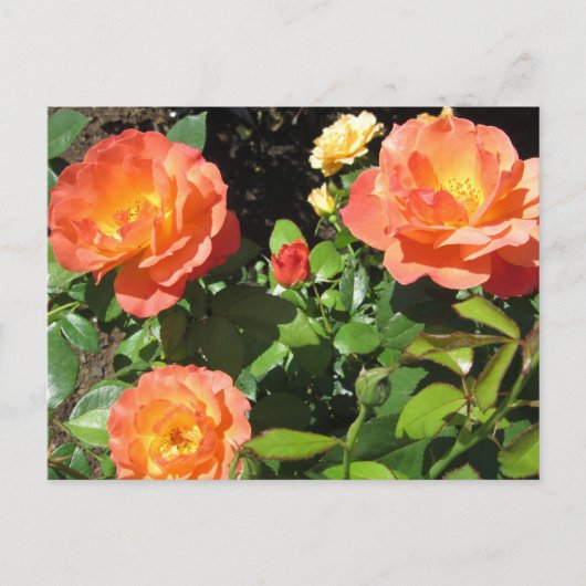 Carte Postale Beaux rosiers coraux (Devant)