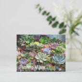 Carte Postale Beaux succulents (Debout devant)