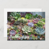 Carte Postale Beaux succulents (Devant / Derrière)