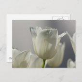 Carte Postale Beaux Tulipes Blanches de Printemps (Devant / Derrière)