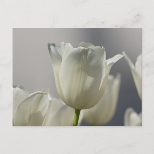 Carte Postale Beaux Tulipes Blanches de Printemps (Devant)