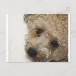 Carte Postale Beaux yeux d'un chiot de Yorkie Poo