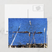 Carte postale Beaver (Devant / Derrière)