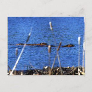 Carte postale Beaver