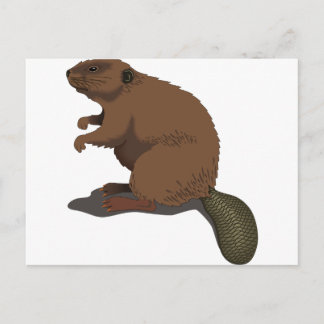 Carte Postale Beaver