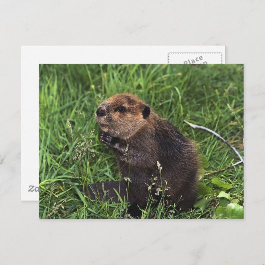 Carte Postale Beaver (Devant / Derrière)