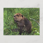 Carte Postale Beaver (Devant)