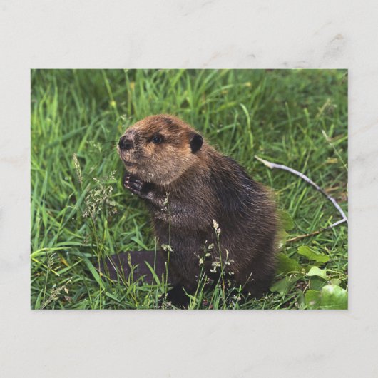 Carte Postale Beaver (Devant)