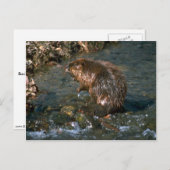 Carte Postale Beaver (Devant / Derrière)