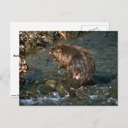 Carte Postale Beaver (Devant / Derrière)