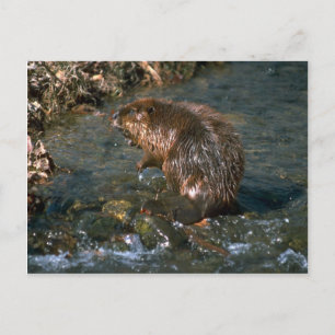 Carte Postale Beaver