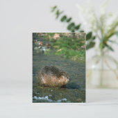 Carte Postale Beaver (Debout devant)