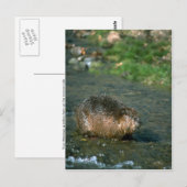 Carte Postale Beaver (Devant / Derrière)