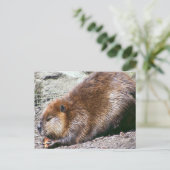 Carte Postale Beaver (Debout devant)