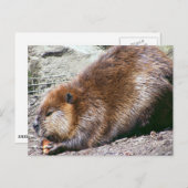 Carte Postale Beaver (Devant / Derrière)