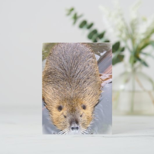 Carte postale Beaver (Debout devant)