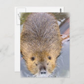 Carte postale Beaver (Devant / Derrière)