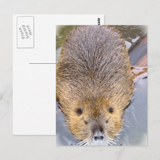Carte postale Beaver (Devant / Derrière)