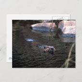 Carte postale Beaver (Devant / Derrière)