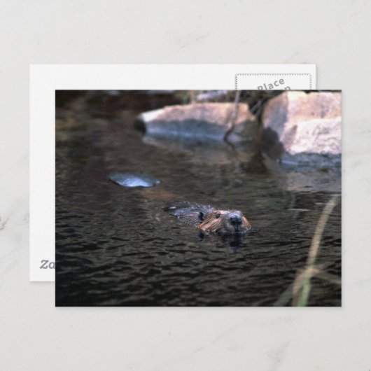 Carte postale Beaver (Devant / Derrière)