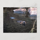 Carte postale Beaver (Devant)