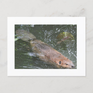 Carte postale Beaver