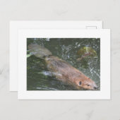 Carte postale Beaver (Devant / Derrière)