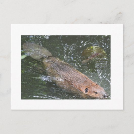 Carte postale Beaver (Devant)