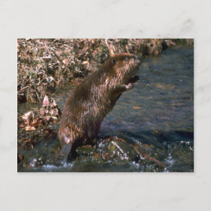 Carte Postale Beaver debout