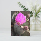 Carte postale Beavertail Cactus (Debout devant)