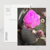 Carte postale Beavertail Cactus (Devant / Derrière)
