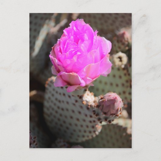 Carte postale Beavertail Cactus (Devant)
