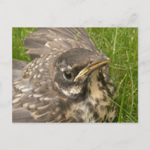 Carte Postale Bébé