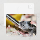 Carte Postale Bébé (Devant / Derrière)