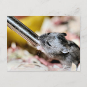 Carte Postale Bébé