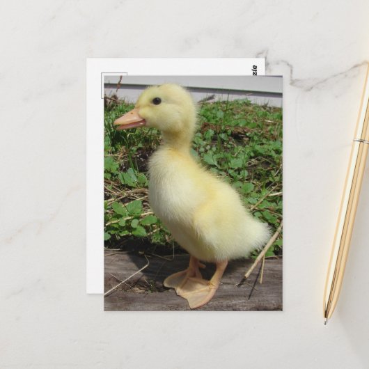 Carte Postale Bébé adorable canard dans le pays Photographie (Devant/Arrière en situation)