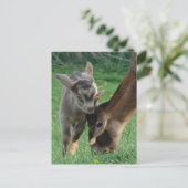 Carte Postale Bébé adorable chèvre et nubienne mère chèvre pâtur (Debout devant)