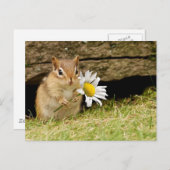 Carte Postale Bébé adorable Chipmunk avec marguerite (Devant / Derrière)