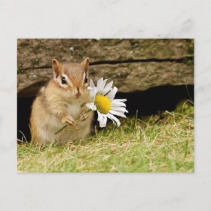 Carte Postale Bébé adorable Chipmunk avec marguerite