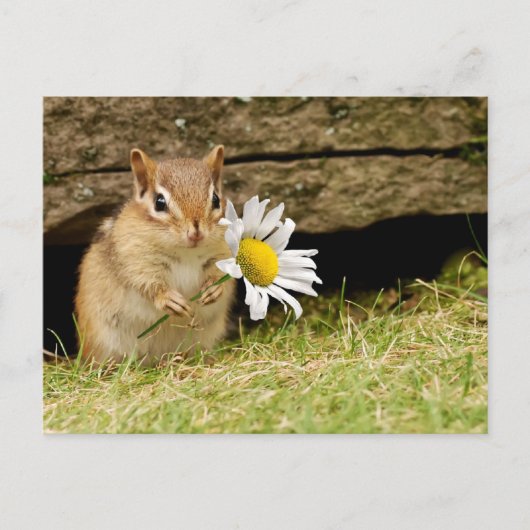 Carte Postale Bébé adorable Chipmunk avec marguerite (Devant)
