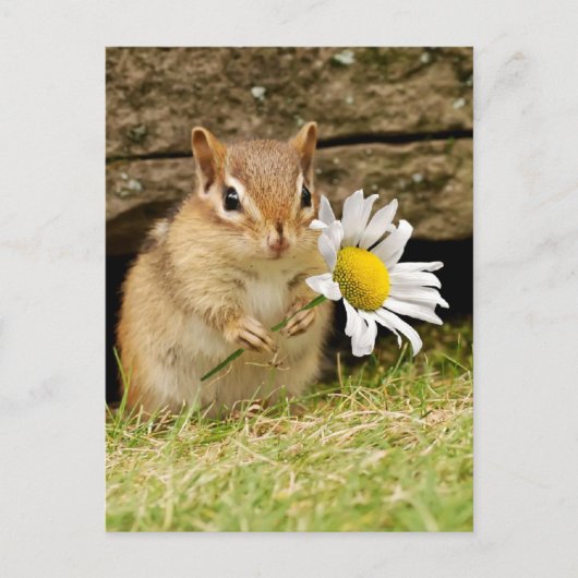 Carte Postale Bébé adorable Chipmunk avec marguerite (Devant)
