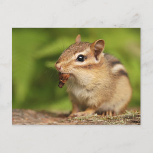 Carte Postale Bébé adorable Chipmunk avec Snack