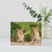 Carte Postale Bébé adorable Chipmunk frères et soeurs (Debout devant)
