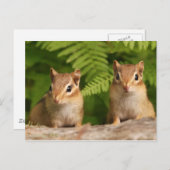 Carte Postale Bébé adorable Chipmunk frères et soeurs (Devant / Derrière)